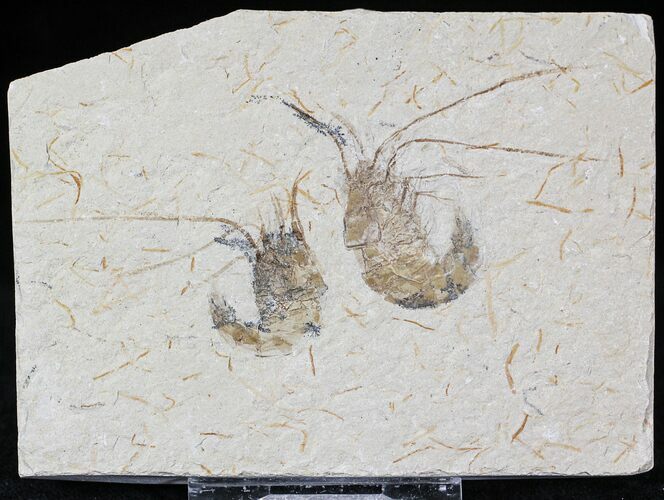 Cretaceous Fossil Shrimp Carpopenaeus - Lebanon #22880
